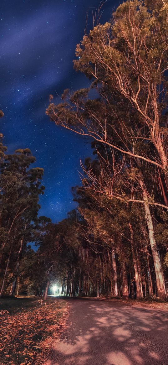 trees, night, stars, road, parana, entre rios, argentina