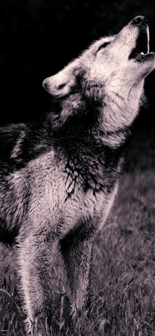 wolf, howl, predator, bw