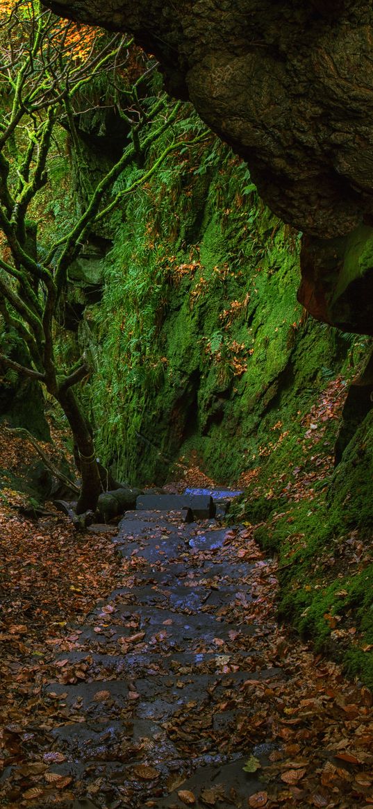 gorge, staircase, foliage, moss, devils staircase, finnich, scotland