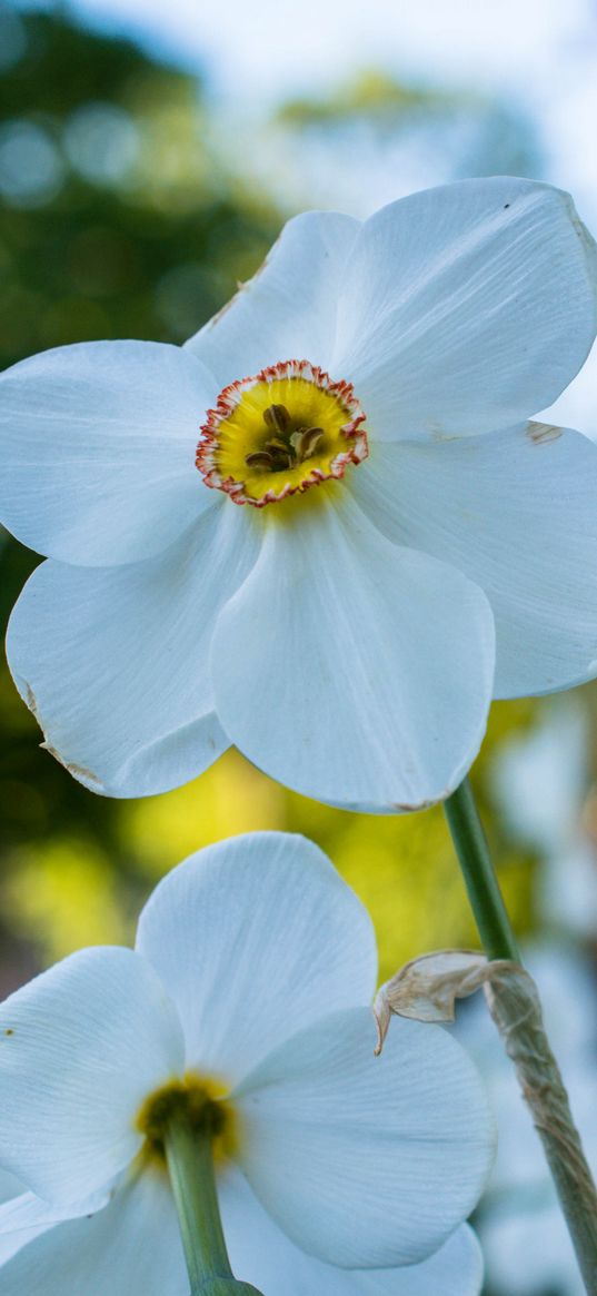 daffodil, flower, white, petals