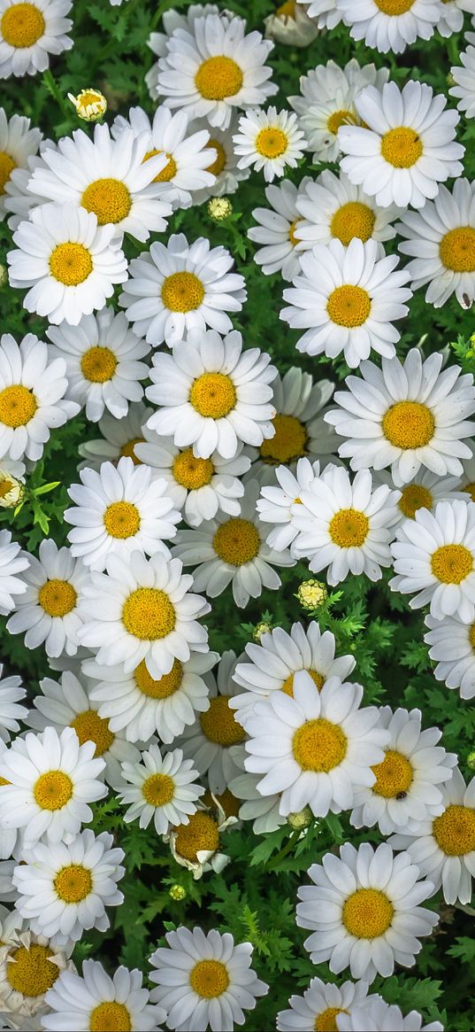 chamomile, field, flowers, flowerbed