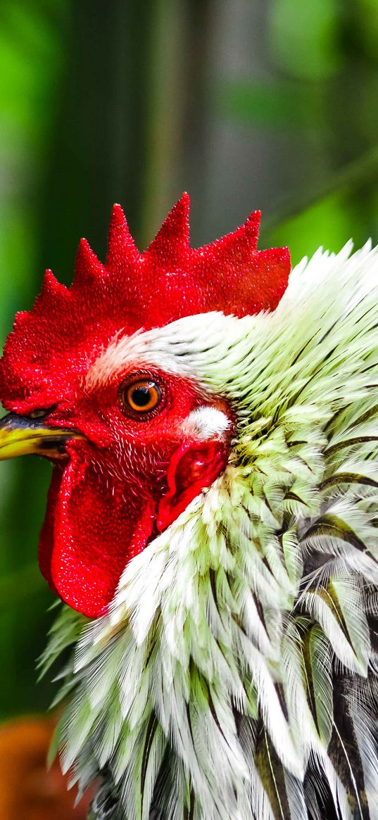 rooster, bird, poultry, comb, beak