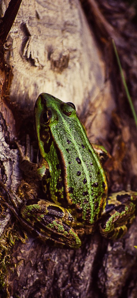 frog, amphibian, tree