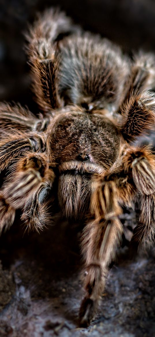 spider, arachnid, paws, hair