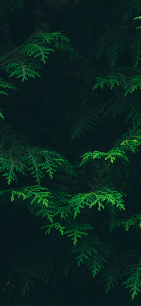 leaves, green, plant, flora