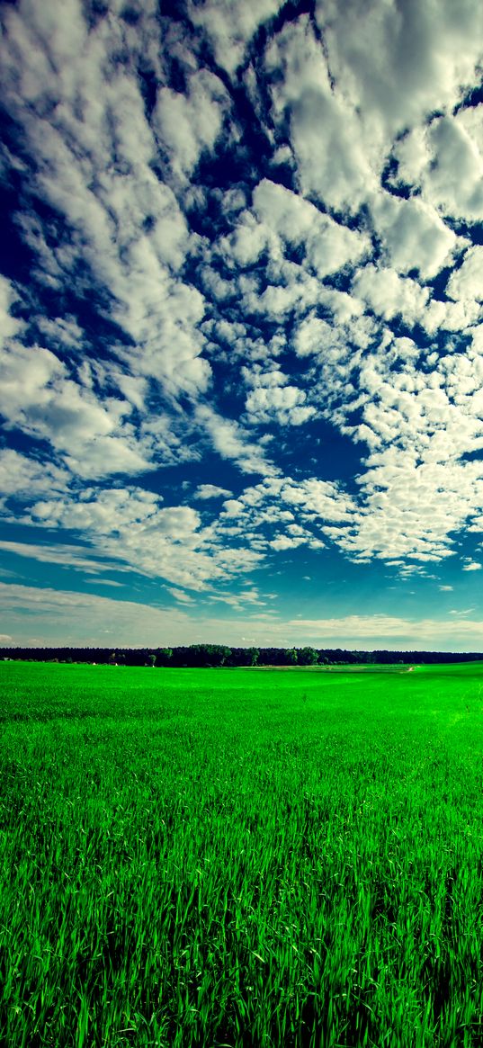 field, sky, grass, clouds, green, summer