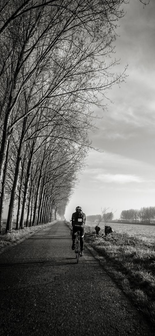 bicyclist, bw, trees, road, traffic