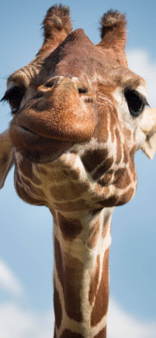 giraffe, muzzle, funny