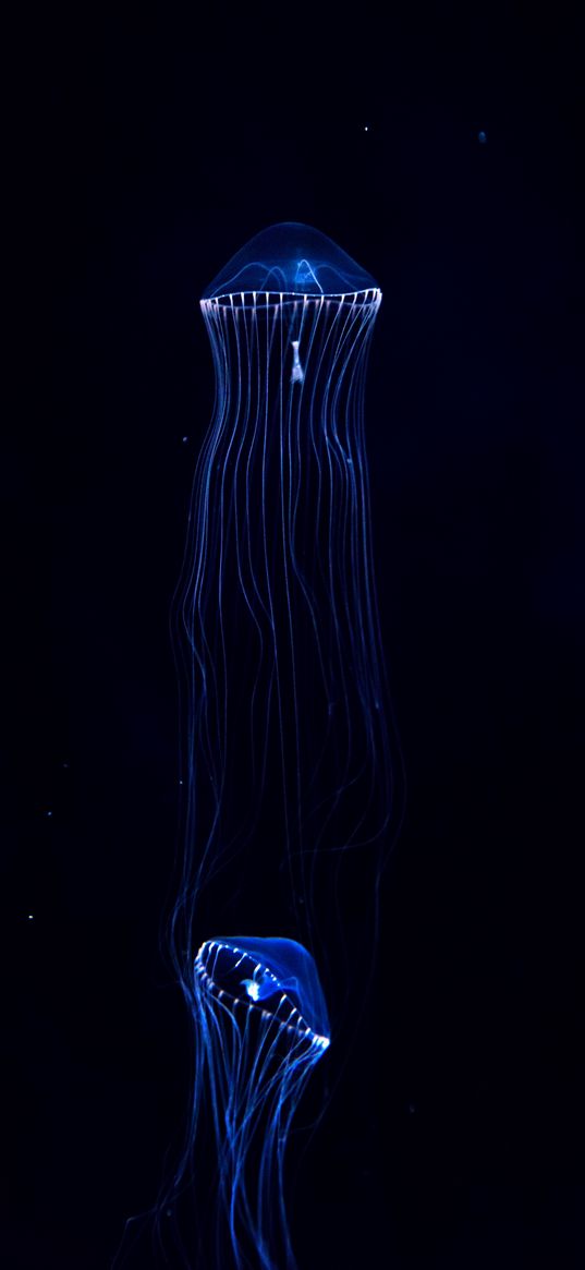 jellyfish, underwater world, dark, tentacles