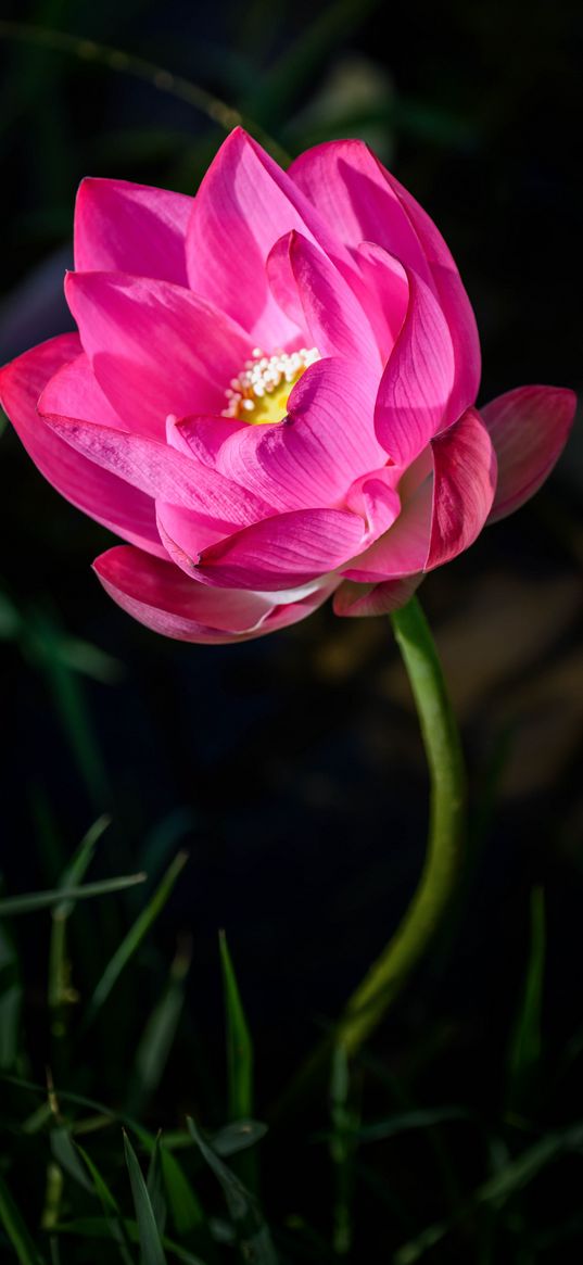 lotus, flower, pink, petals, bud, blur