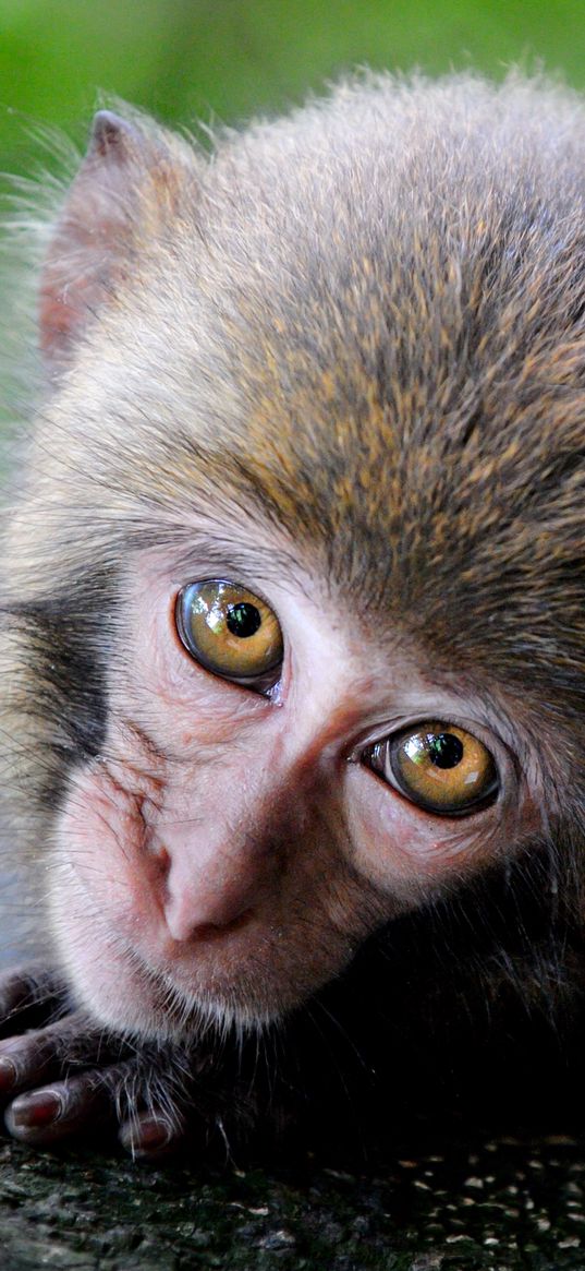 monkey, cute, look, primate