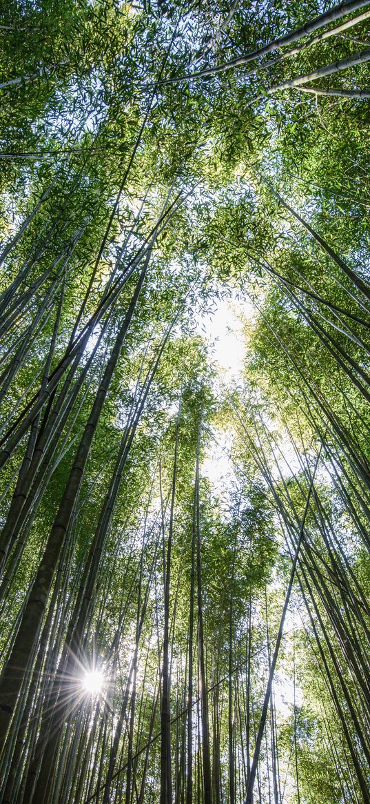 trees, bottom view, bamboo, light