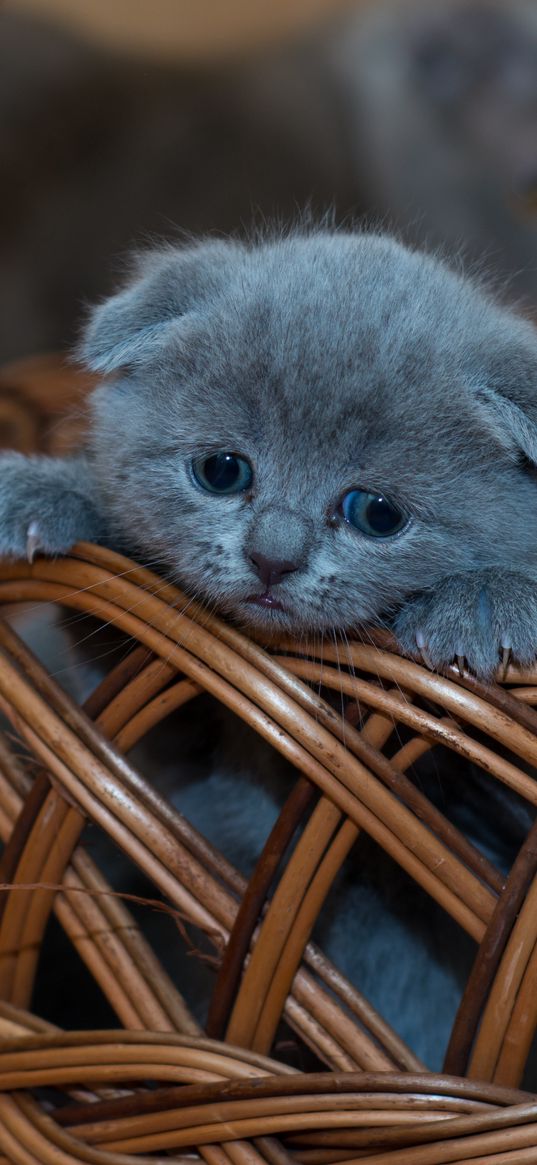 kitten, british shorthair, cute, sad, basket