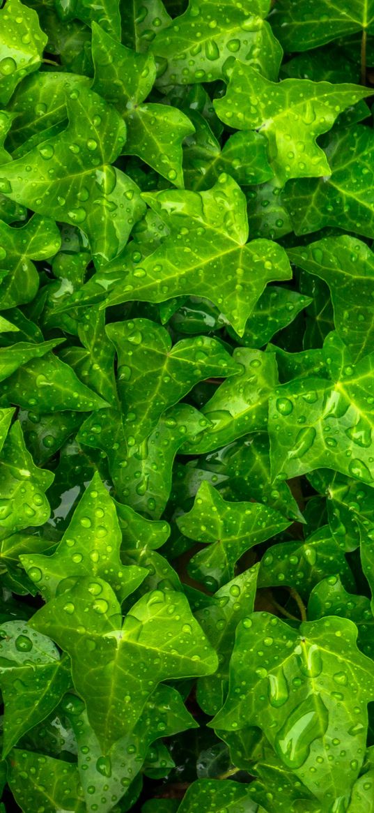 ivy, leaves, drops, plant, green