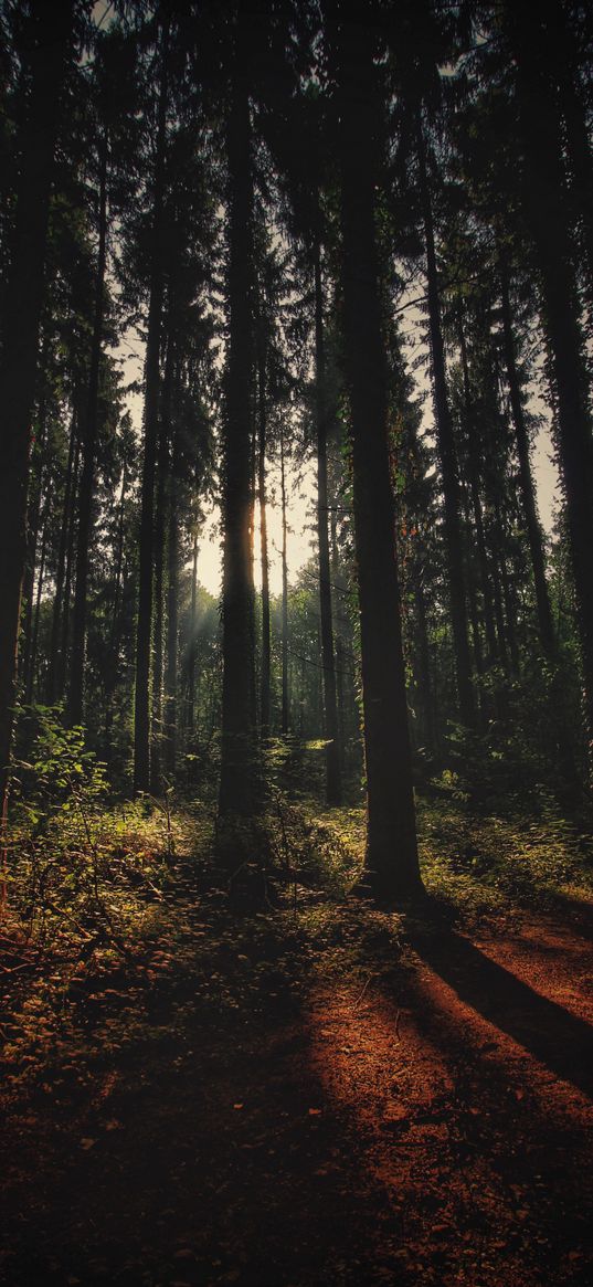 forest, trees, shadows, trail