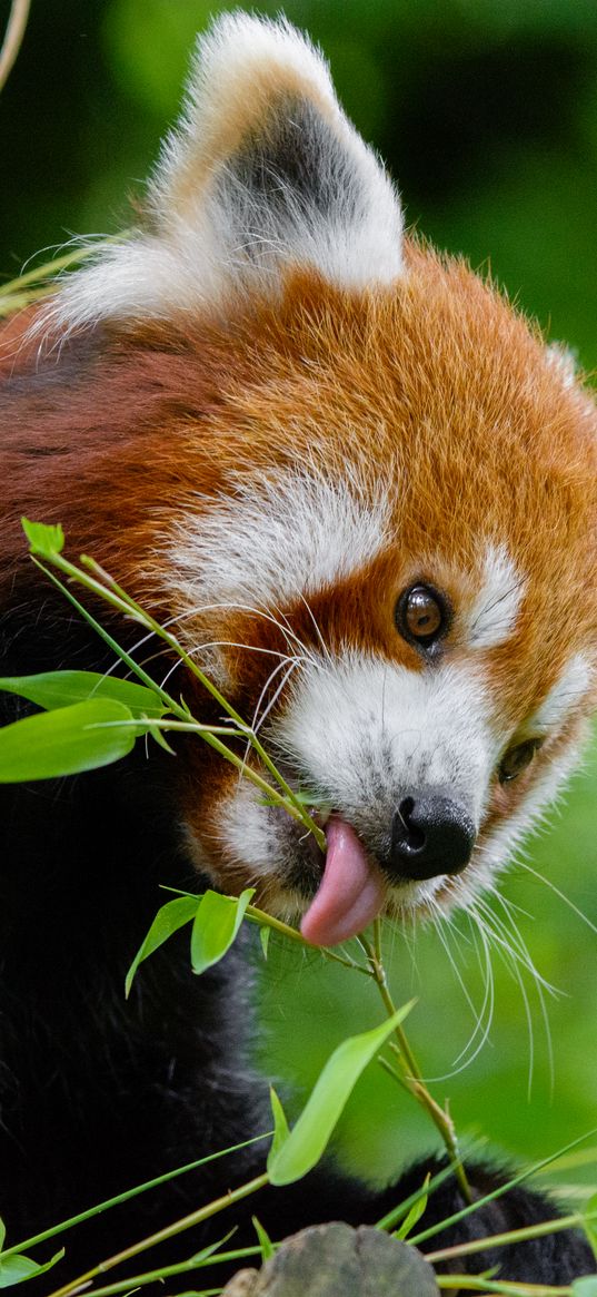 small panda, fire panda, branches, food, cute