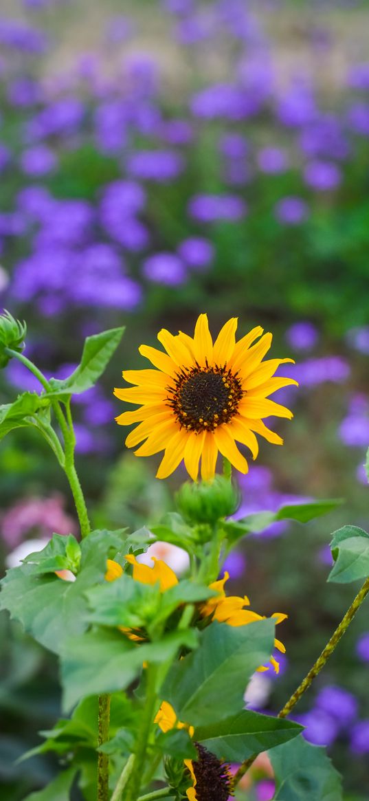 flower, bloom, yellow, garden, light, blur