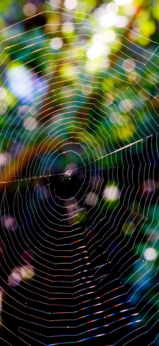 spider web, glare, network, braided