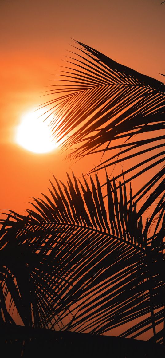 palms, sun, sunset, outlines