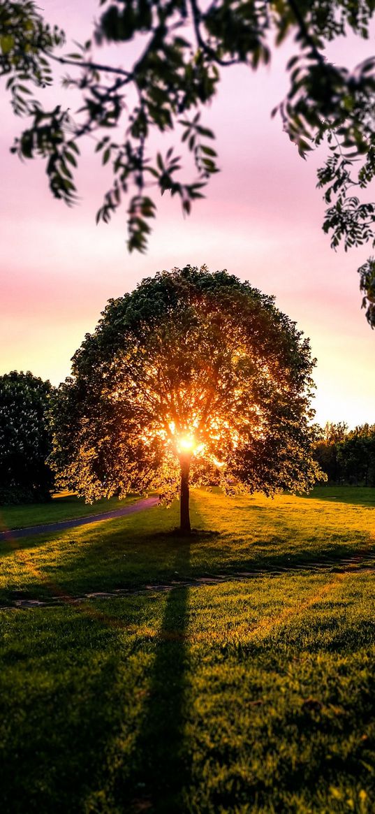 tree, sunlight, sunset, grass