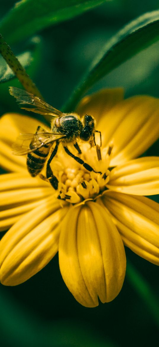 bee, flower, pollination, yellow, blur