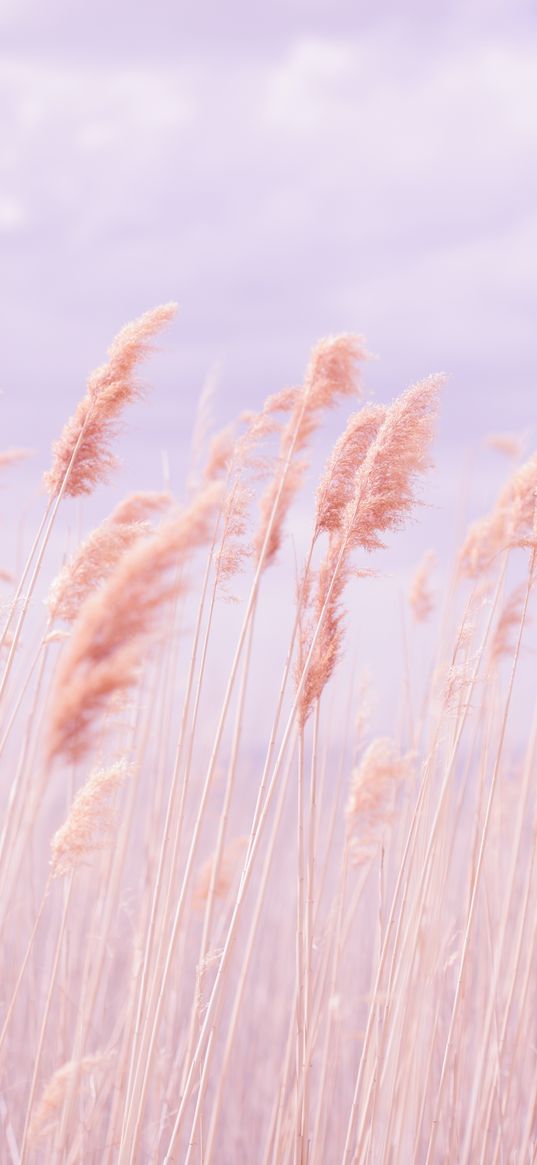 grass, wind, pink, field