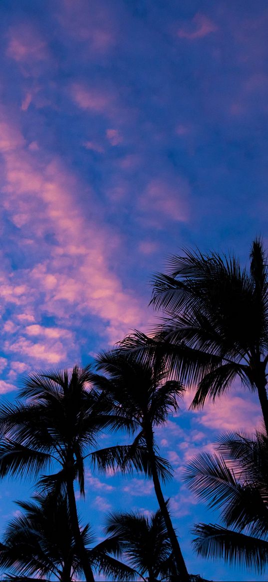 palms, clouds, outlines, sunset, tropics