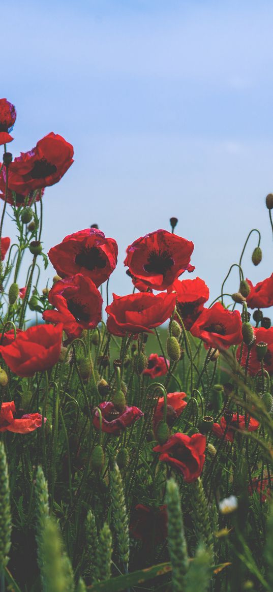 poppies, flowers, field, bloom, red