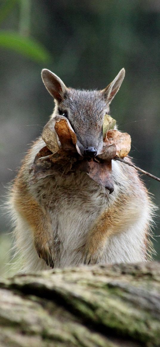 numbat, banded anteater, foliage, stocks