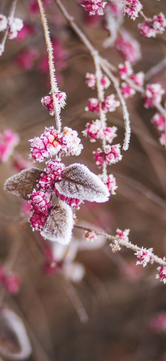 branch, flowers, hoarfrost, snow