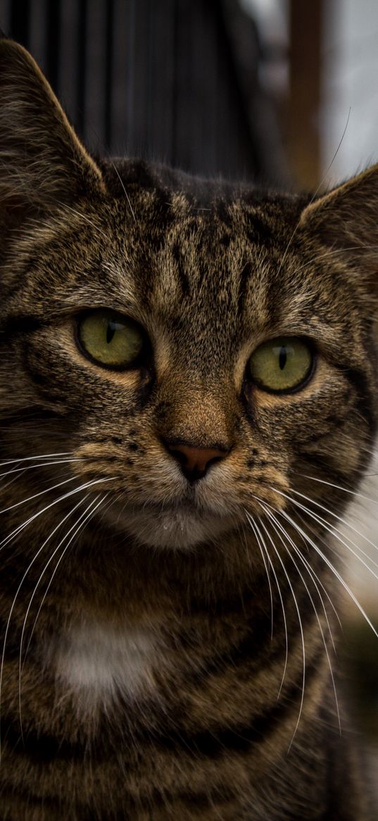 cat, muzzle, striped, look, sad