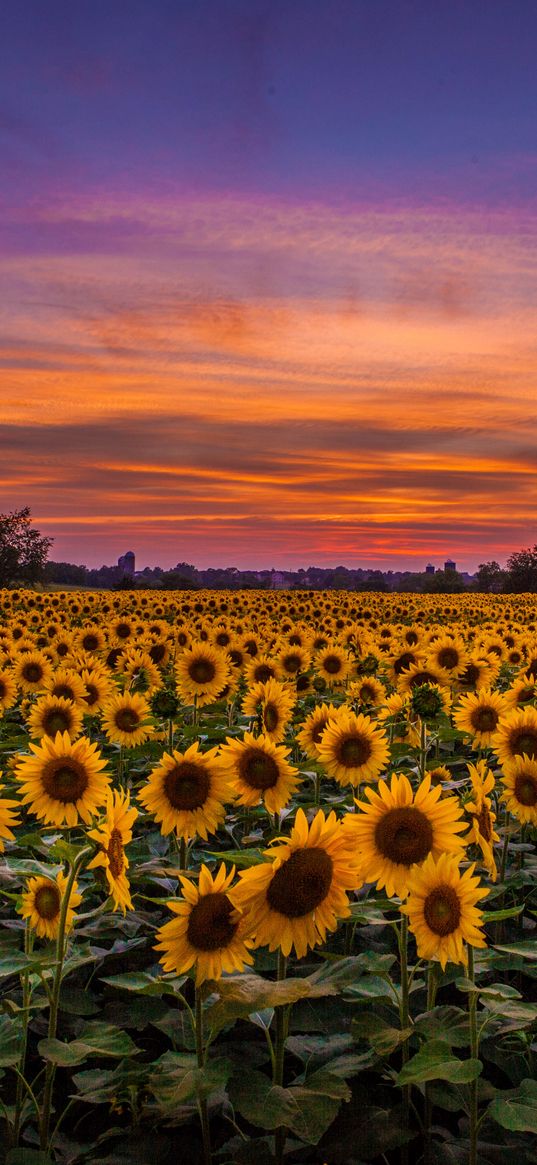 sunflowers, field, sunset, sky, clouds