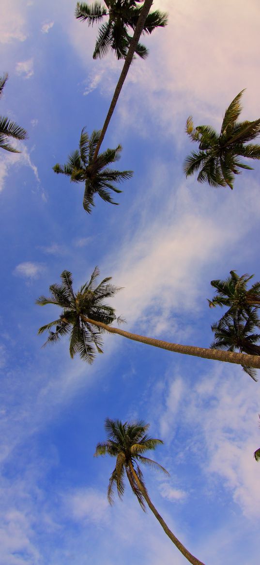 palms, view from below, trees, tropics, branches