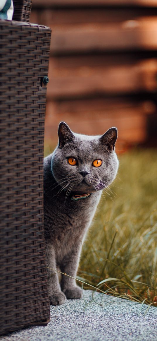 cat, british shorthair, look out, curiosity