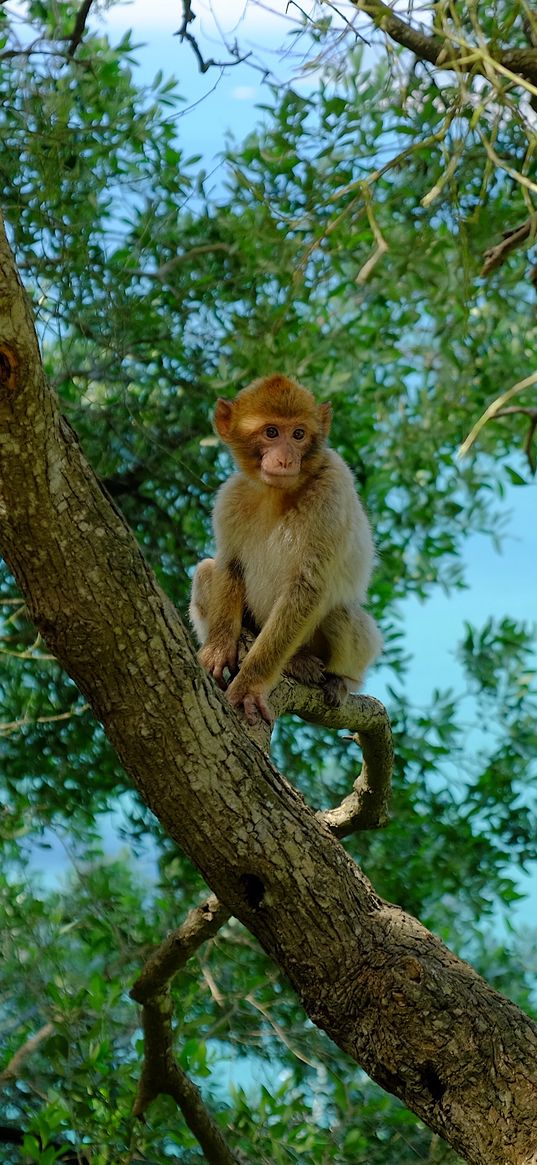 monkey, tree, twigs, tropics