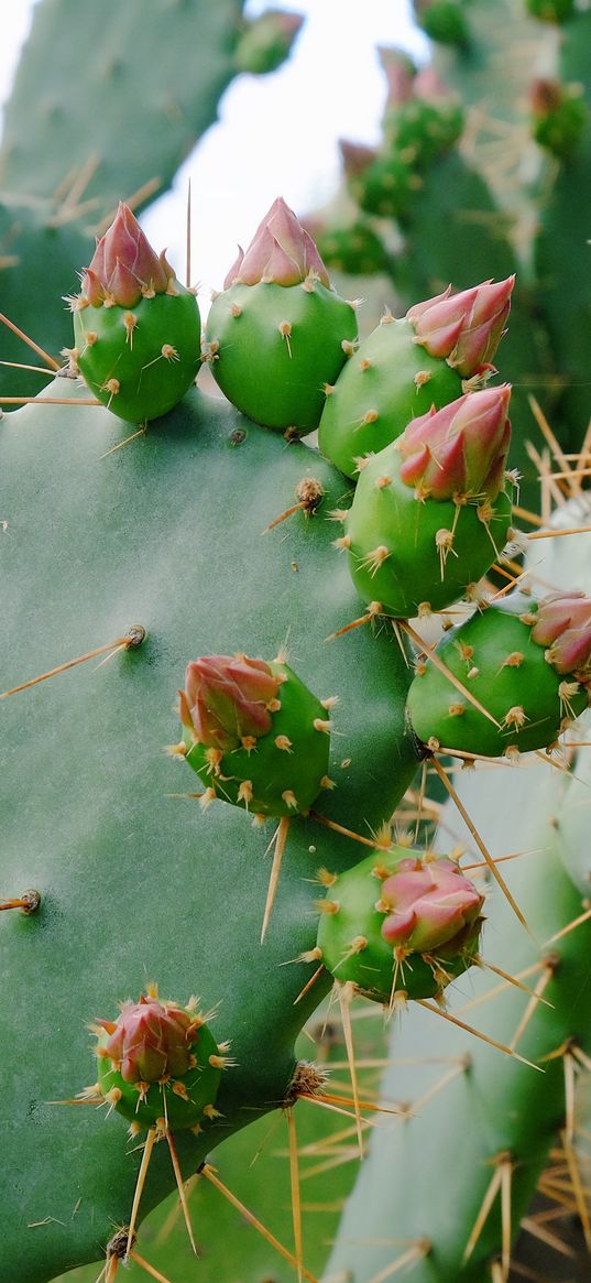 cactus, succulent, thorns, flowers