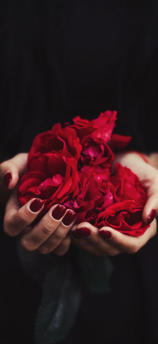 hands, rose, petals, red, manicure