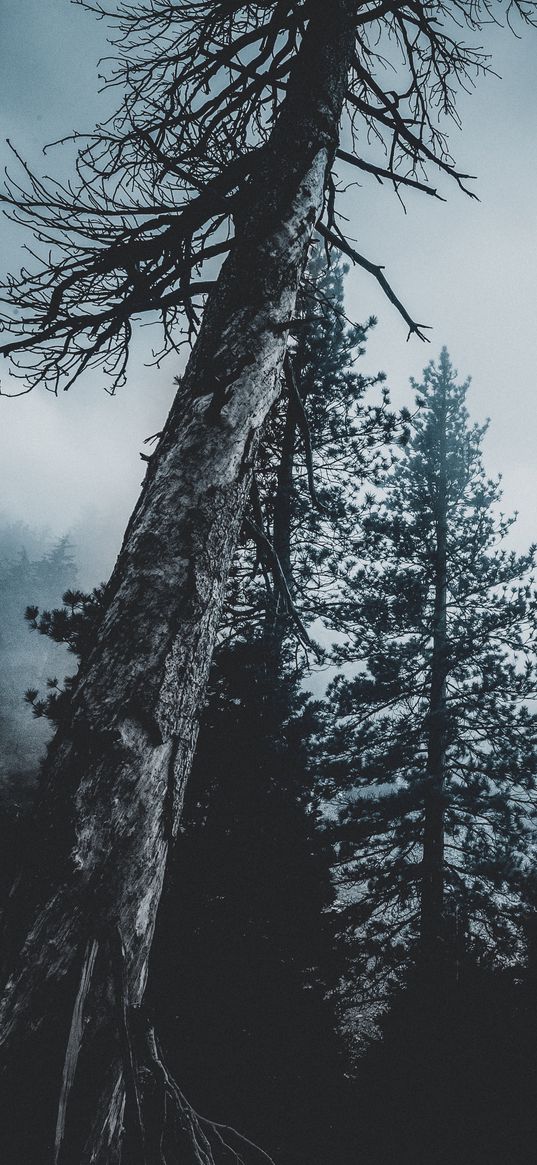 trees, forest, fog, tops