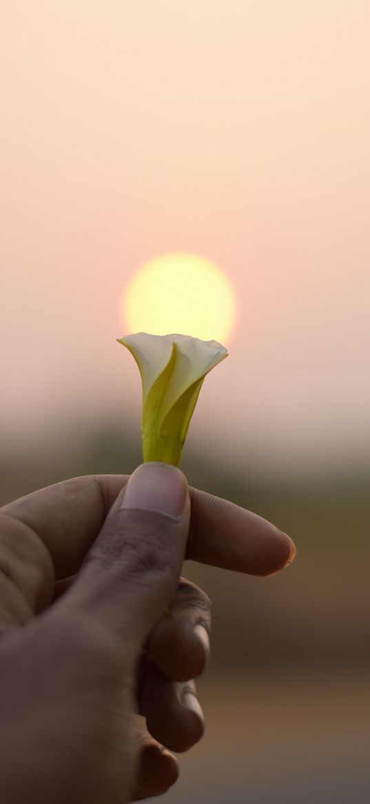 sun, hand, flower, imagination