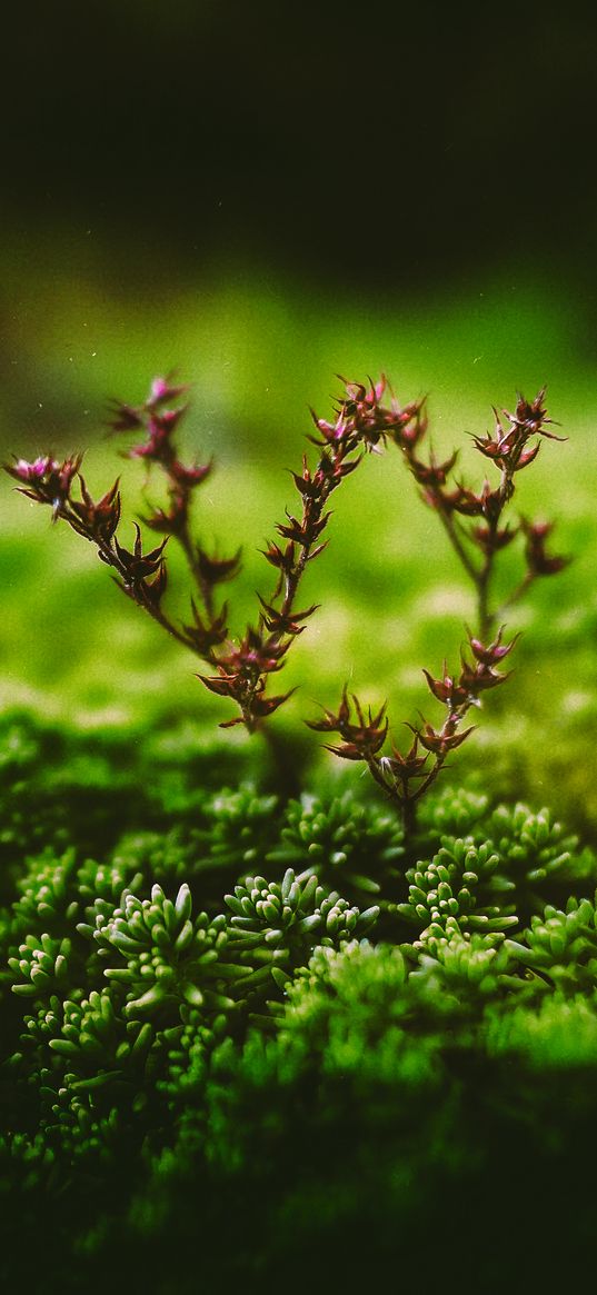 plant, green, branch, tiny, macro