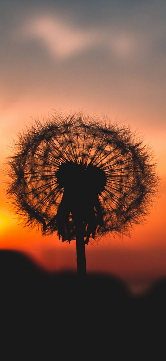 dandelion, down, outlines, blur