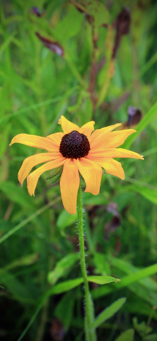 rudbeckia hirta, black-eyed susan, flower, yellow, blur