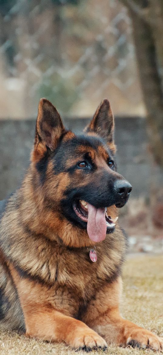 german shepherd, dog, protruding tongue, lies