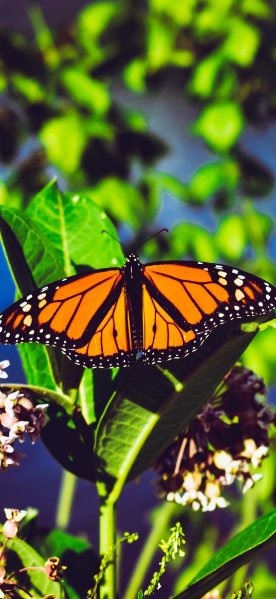 monarch butterfly, butterfly, bright, patterns, close-up