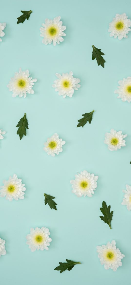 chamomile, leaves, minimalism, pastel