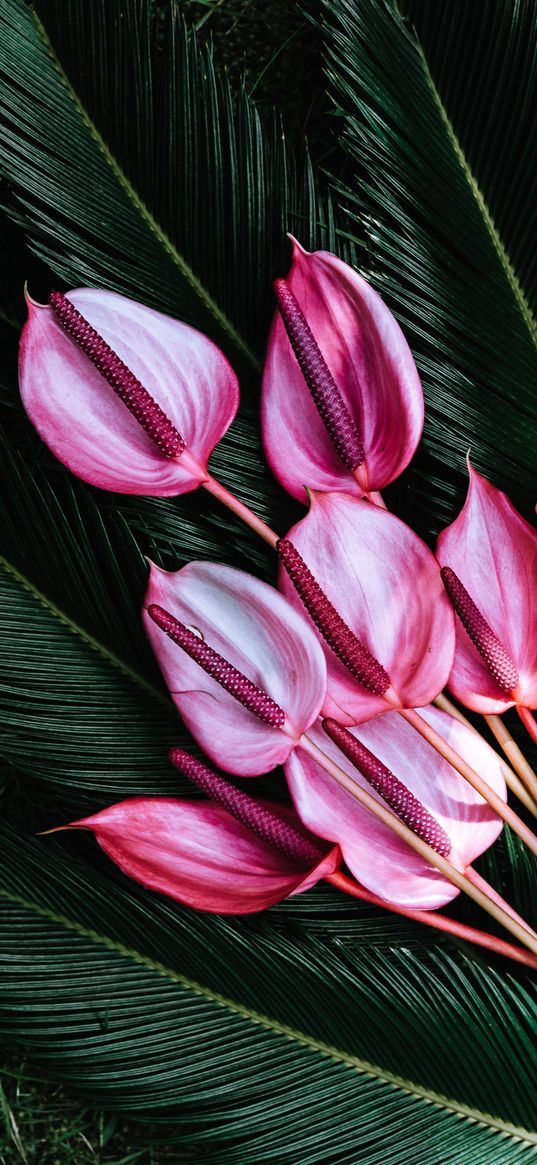 flowers, exotic, tropical, sago palm