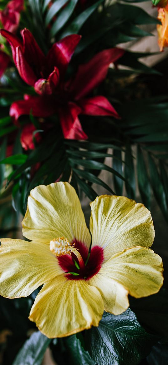 hibiscus, flower, yellow, tropical, ecosite