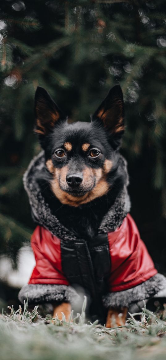 dog, muzzle, blur, jacket