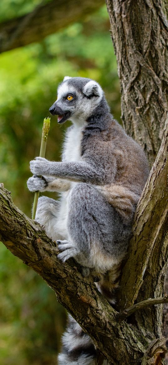 lemur, food, tree, snack, rest