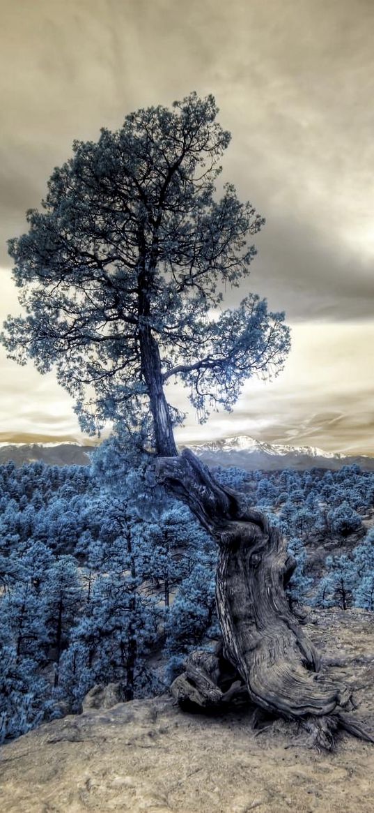 tree, photoshop, forest, hill, clouds